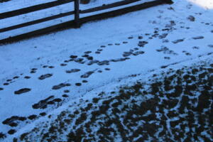 James G. Footprints in the Snow