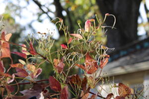 James G Autumn Flowers