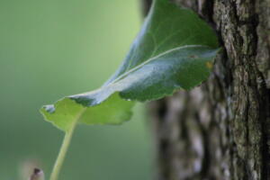 James G Leaf Photo